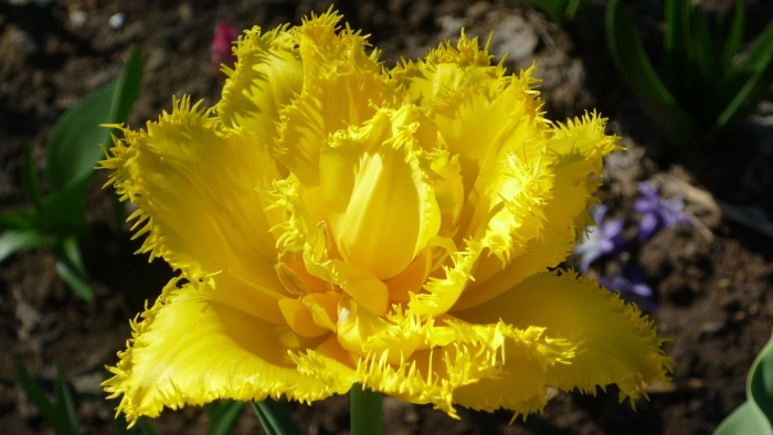 Тюльпан бахромчатый мон амур