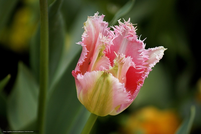 Тюльпан бахромчатый аркада