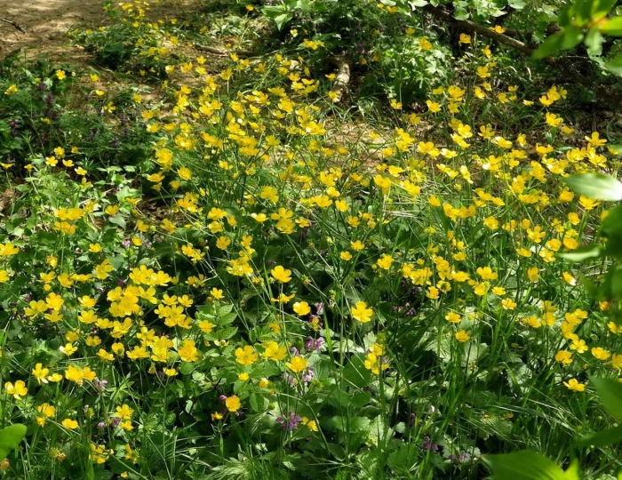 Лютик многоцветковый (ranunculus polyanthemos)