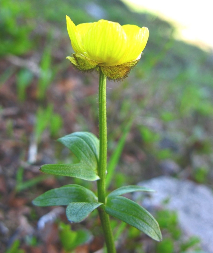 Лютик арктический