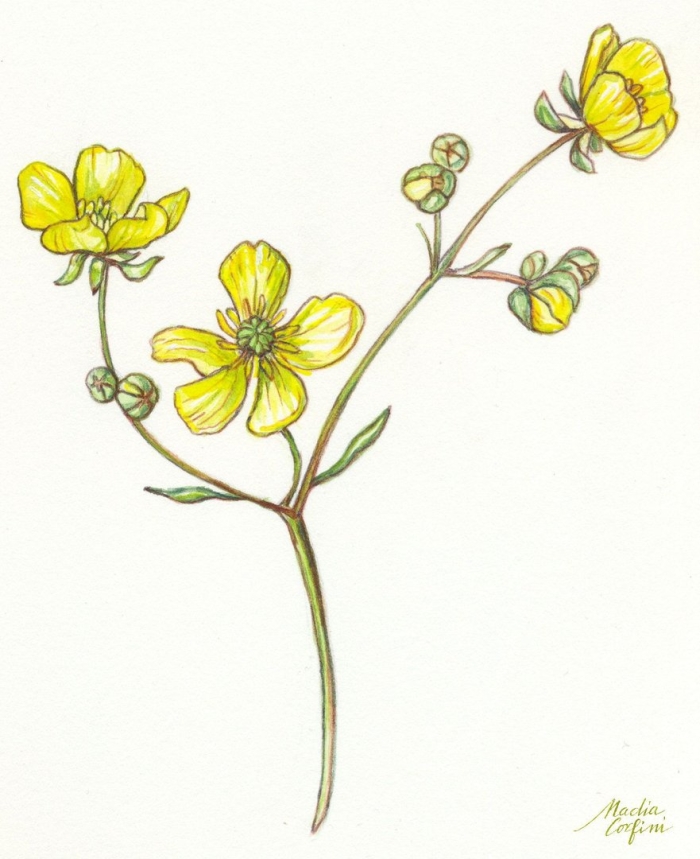 Лютик едкий – ranunculus acris l.