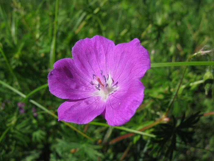 Лютик языколистный