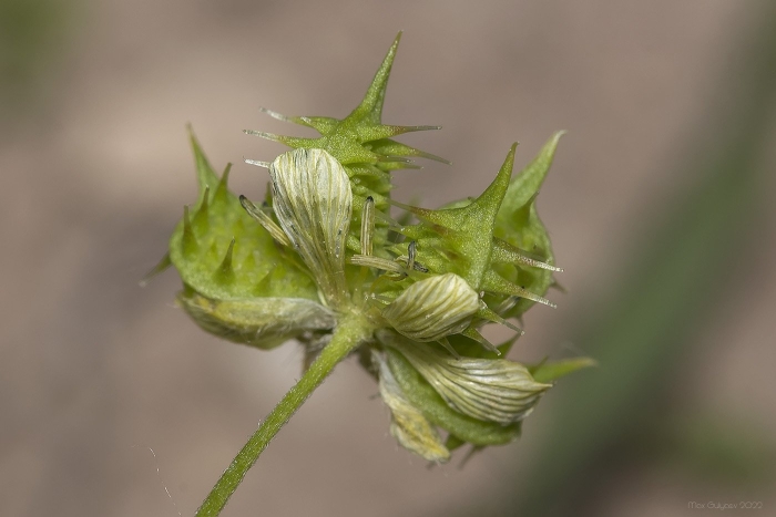 Ranunculus arvensis