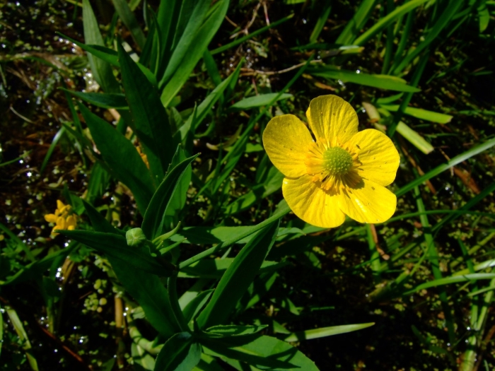 Ranunculus lingua