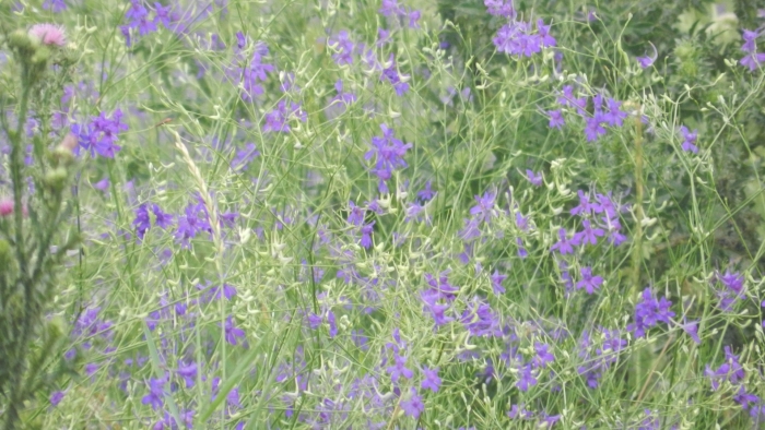 Живокость полевая