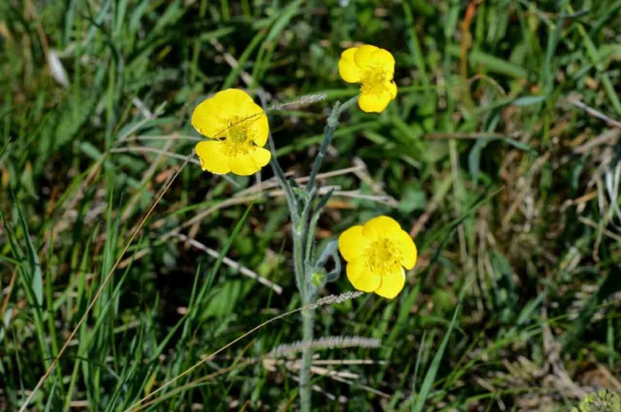 Ranunculus altaicus