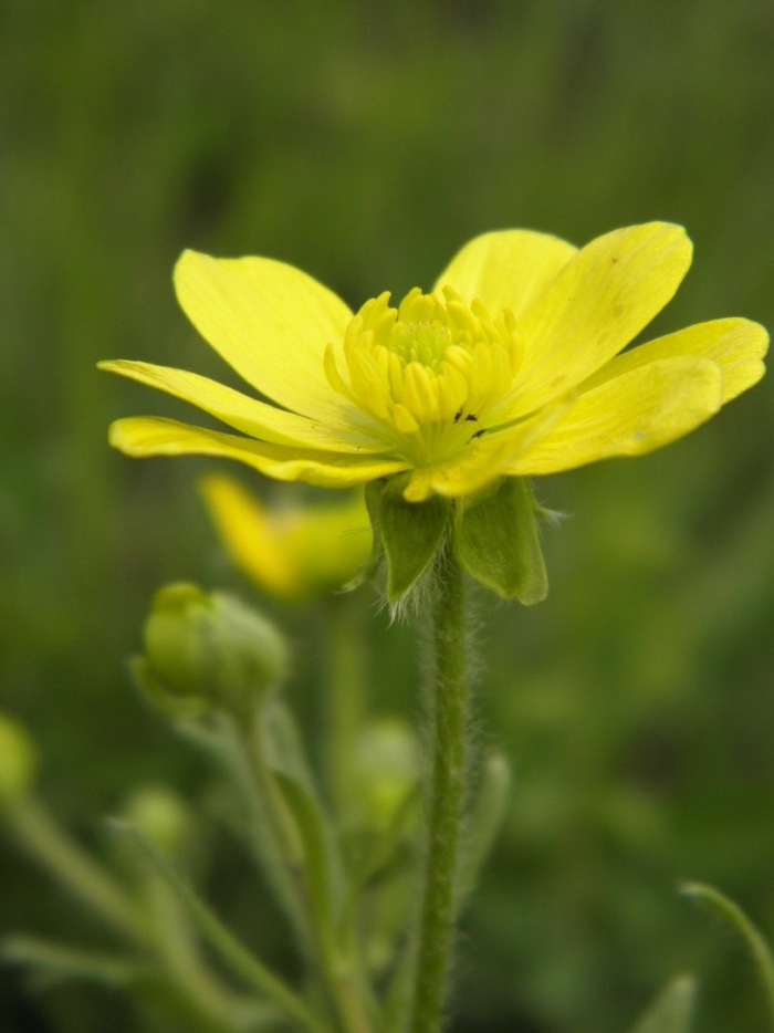 Ranunculus californicus