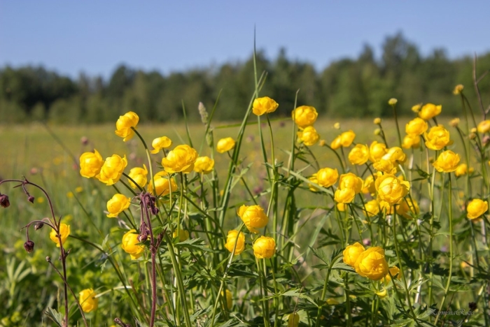Купальница сибирская