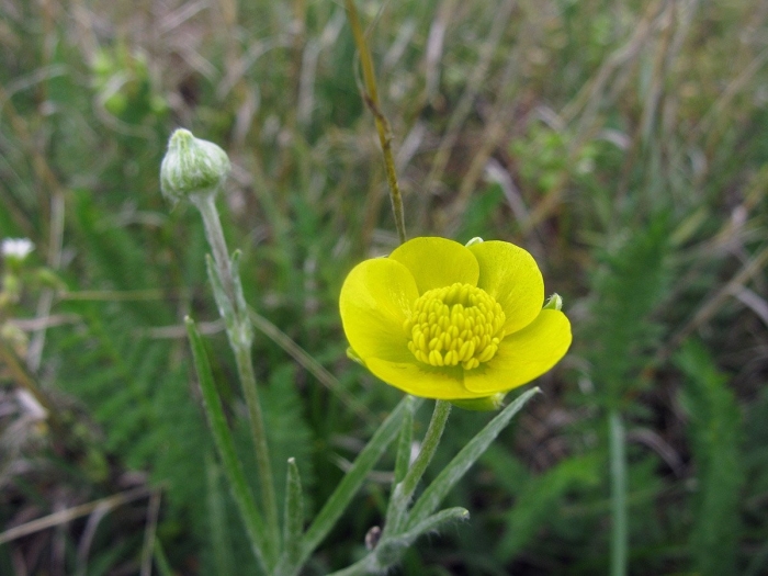 Ranunculus dissectus