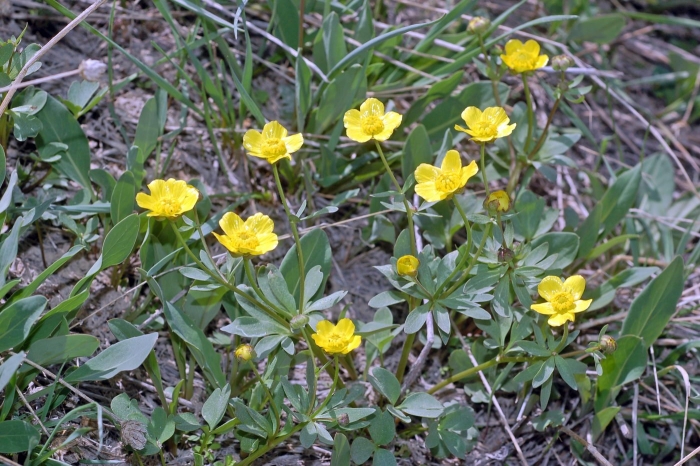 Ranunculus subrigidus