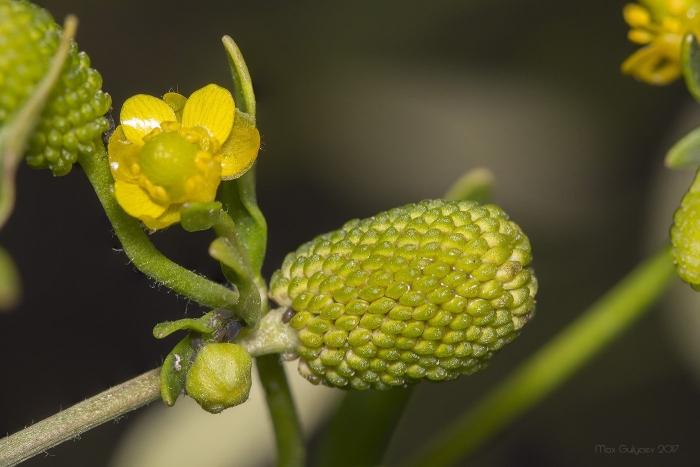 Ranunculus sceleratus