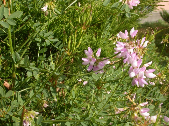 Coronilla varia
