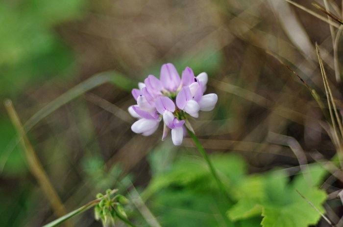 Секироплодник пестрый вязель
