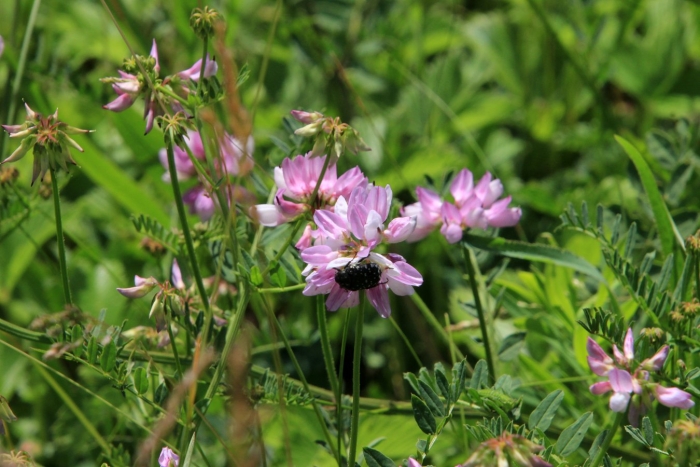Bombus lapidarius