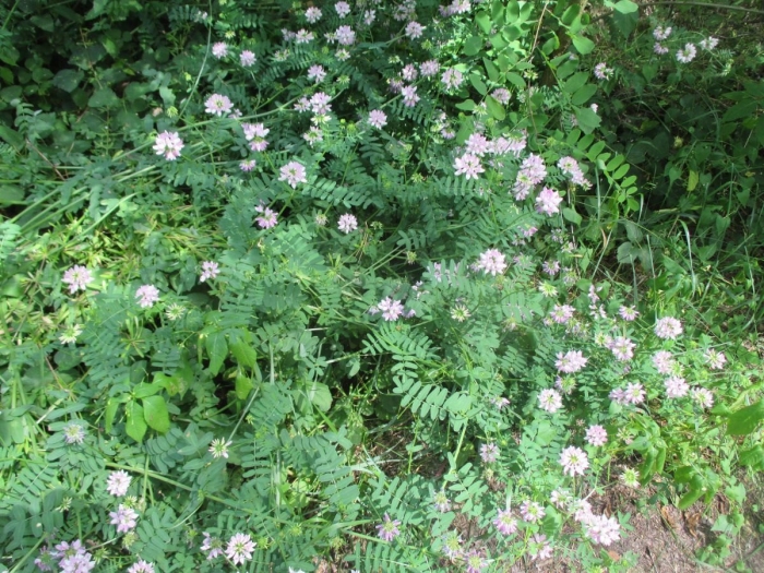 Секироплодник пестрый вязель