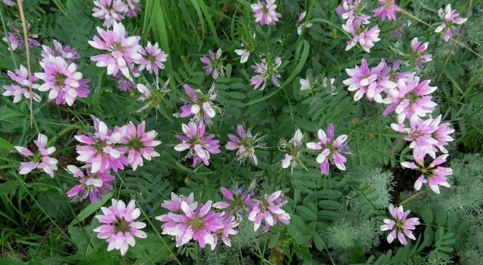 Вязель пестрый