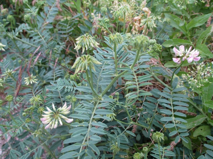 Вязель пестрый coronilla varia