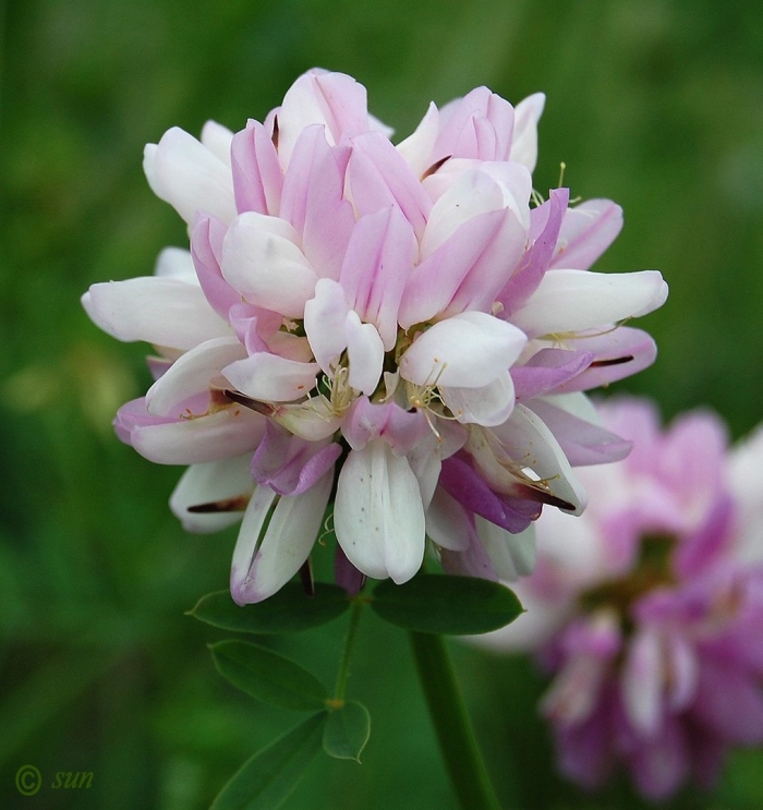 Вязель пестрый