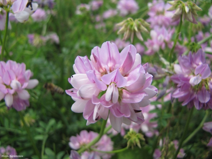 Вязель пестрый