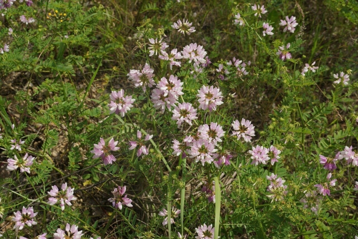 Секироплодник пестрый