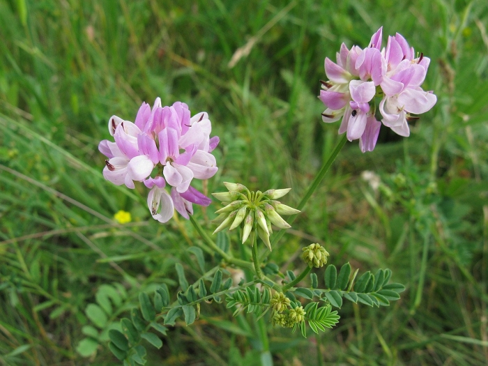 Вязель пестрый