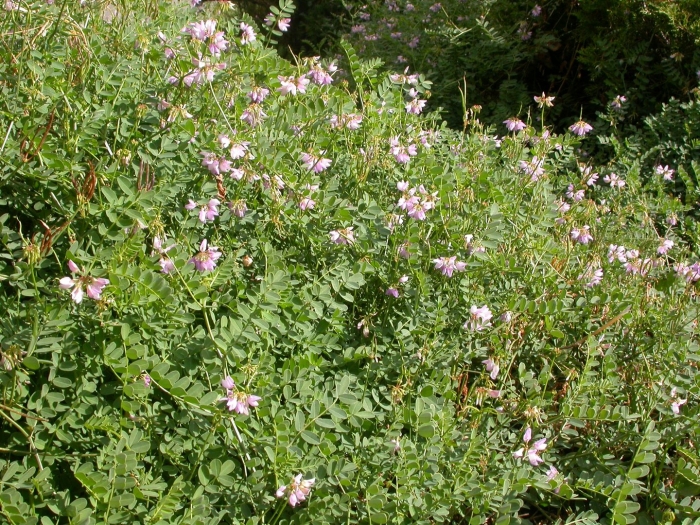 Вязель валенсийский