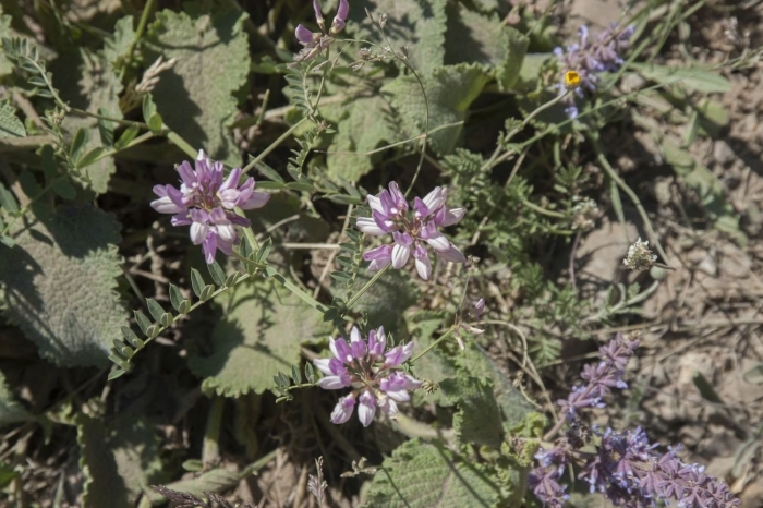 Вязель пестрый