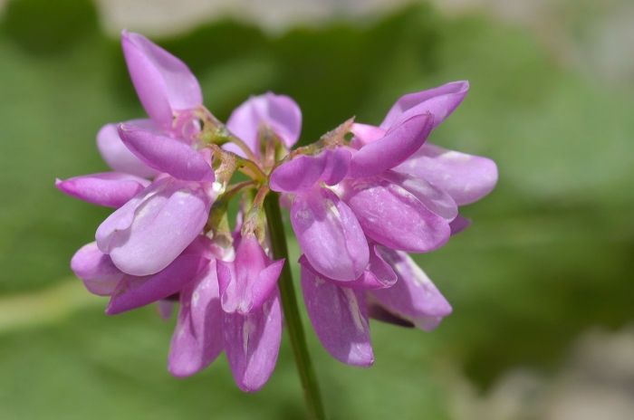 Секироплодник пёстрый securigera varia