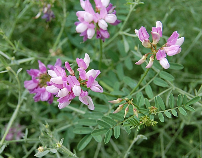 Вязель разноцветный розовый дрозд