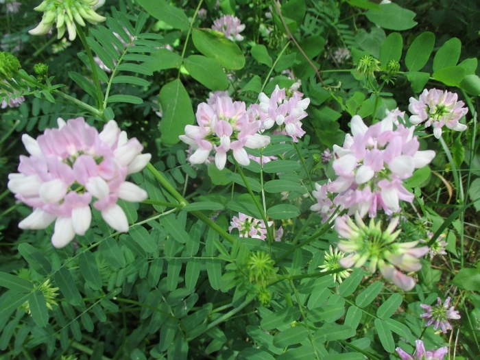 Вязель разноцветный (coronilla varia l.)