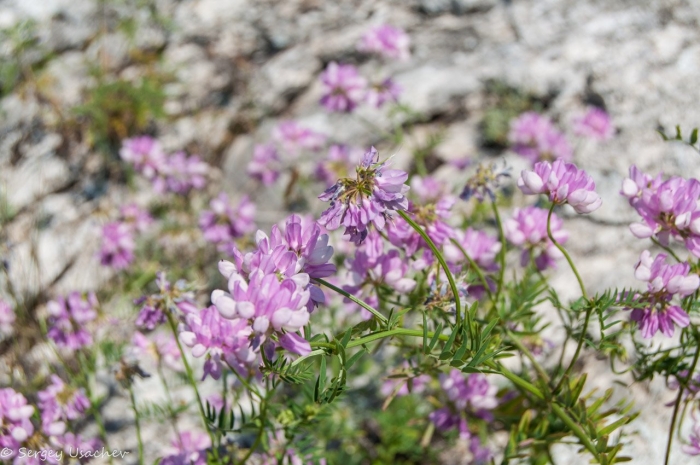Вязель разноцветный розовый дрозд