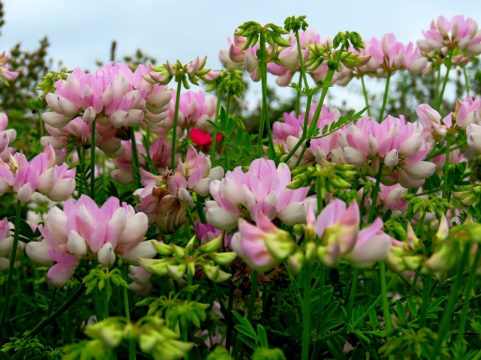 Вязель розовый бриз