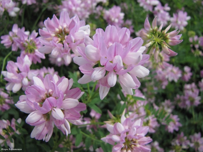 Вязель (заячий клевер)