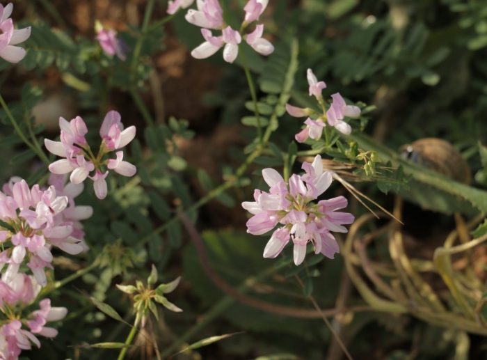 Вязель разноцветный розовый дрозд