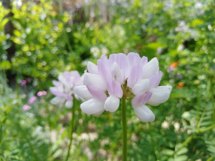 Вязель растение