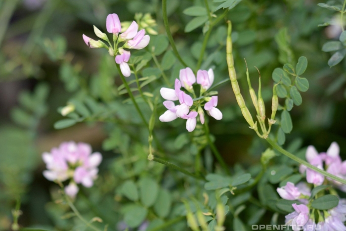 Вязель мышиный горошек