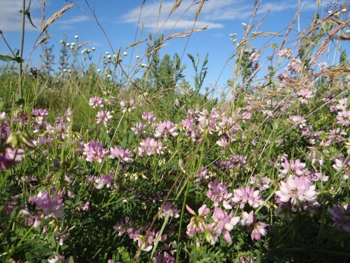 Вязель разноцветный