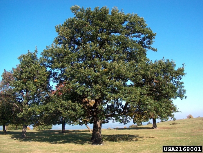 Quercus robur