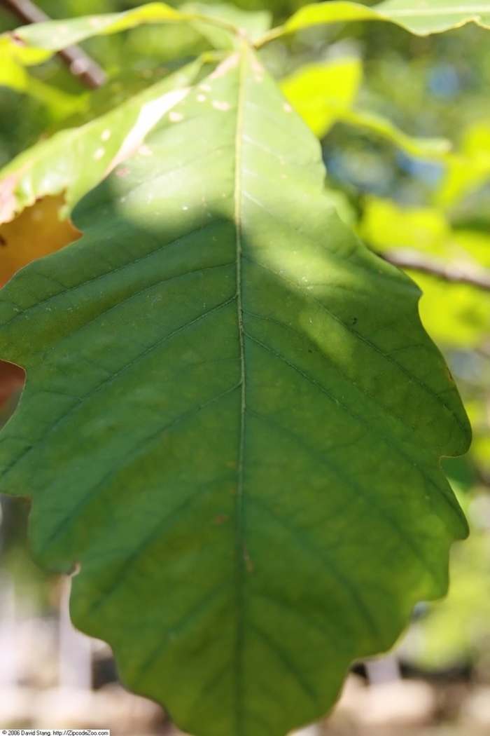Дуб двуцветный ( quercus bicolor )