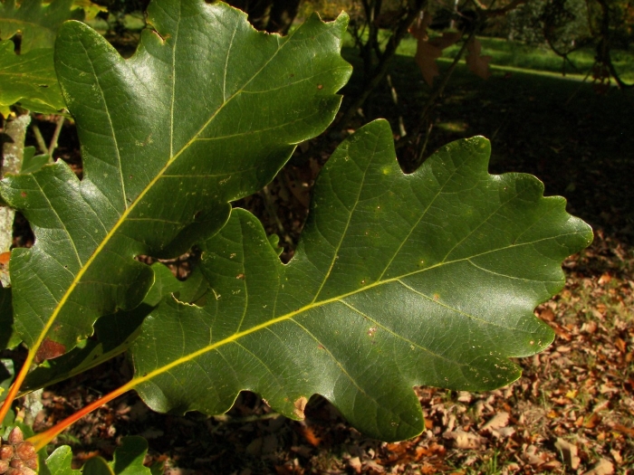 Дуб двуцветный ( quercus bicolor )