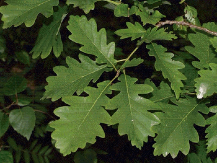 Дуб quercus alba