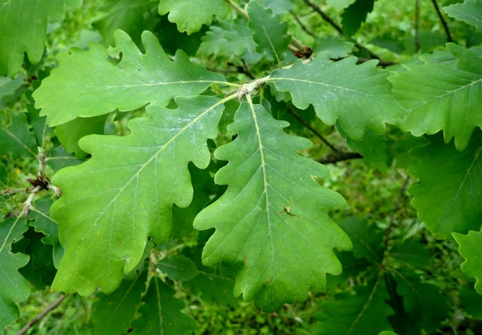 Quercus petraea