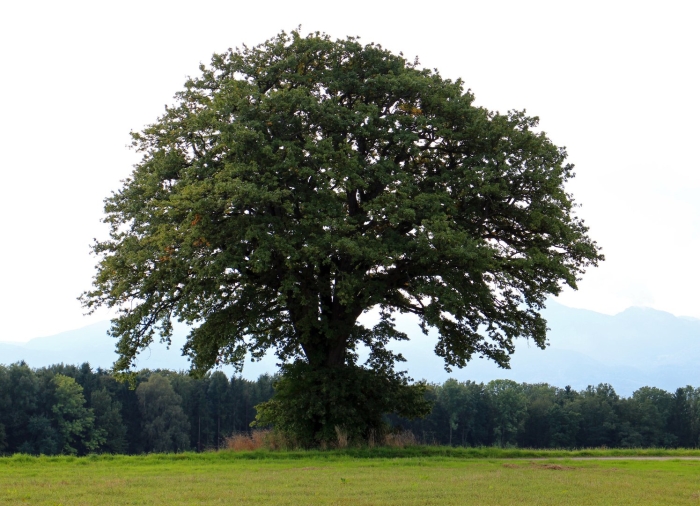 Виргинский дуб