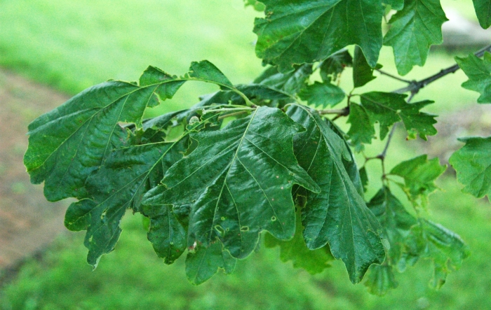 Quercus macrocarpa