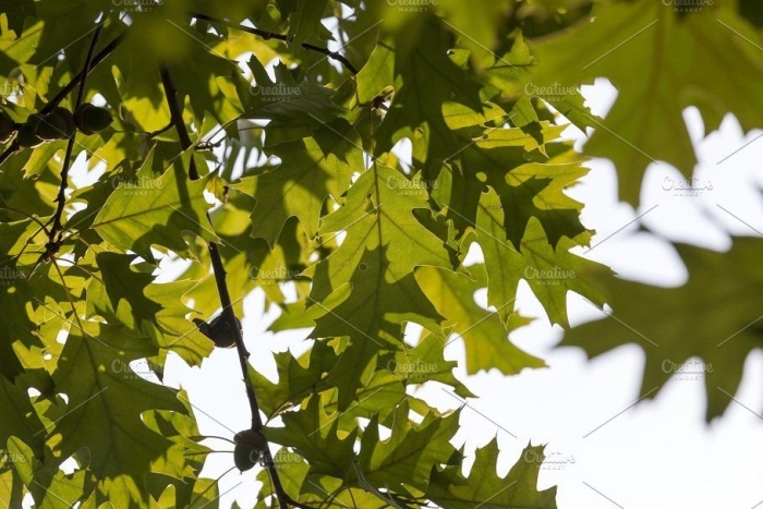 Дерево листва