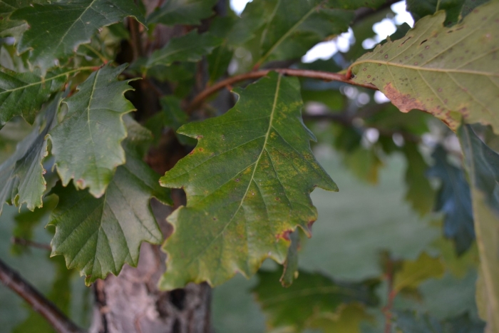 Дуб двуцветный ( quercus bicolor )