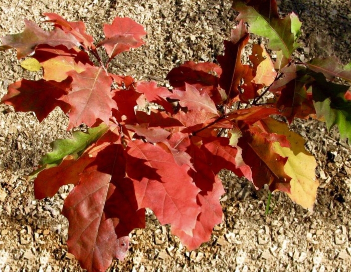 Дуб красный quercus rubra