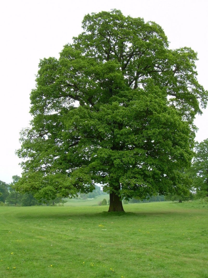 Дуб черешчатый крона