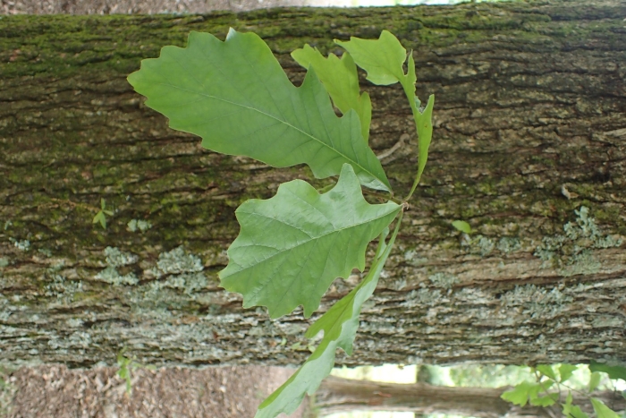 Quercus bicolor
