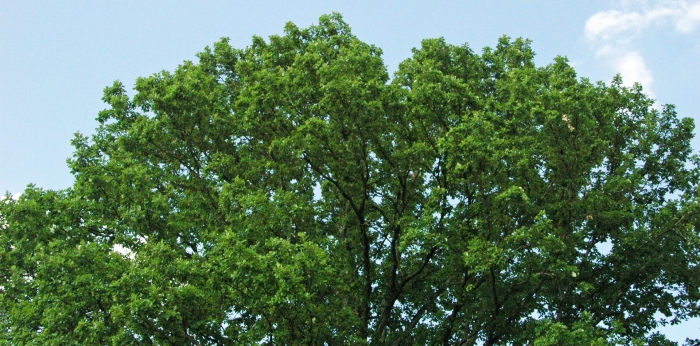 Дуб зубчатый quercus dentata